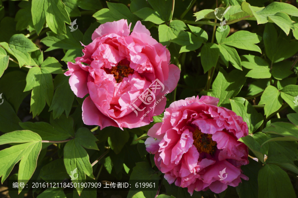 牡丹