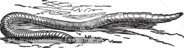 蚯蚓或普通蚯蚓復(fù)古雕刻