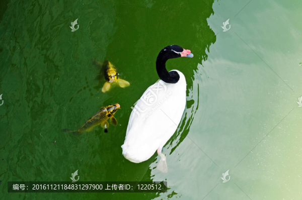 葡萄牙