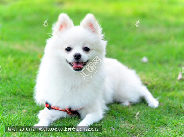 可愛的白色博美犬