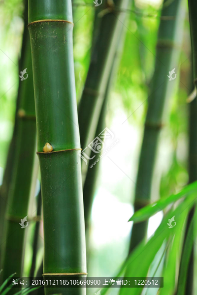 竹