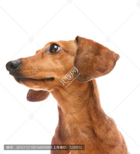 臘腸犬在側(cè)