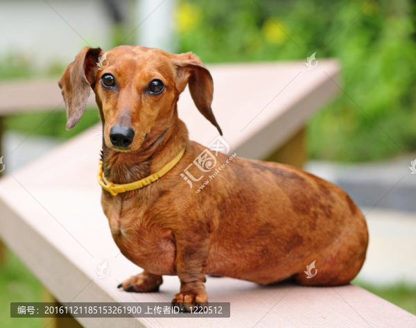 臘腸犬