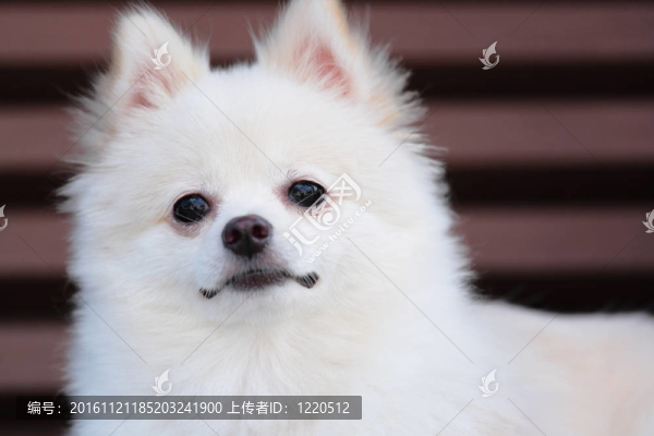 白博美犬