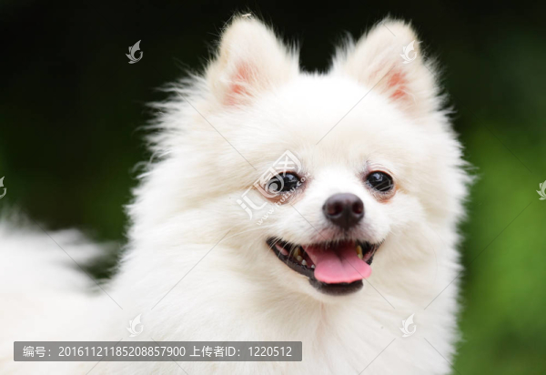 快樂的博美犬