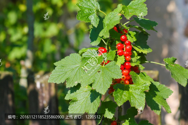 紅醋栗