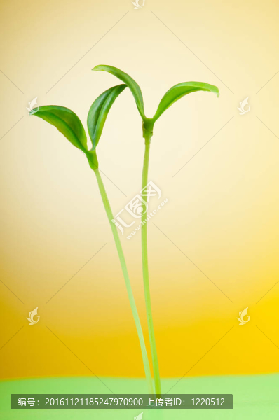 自然觀--白色的幼苗