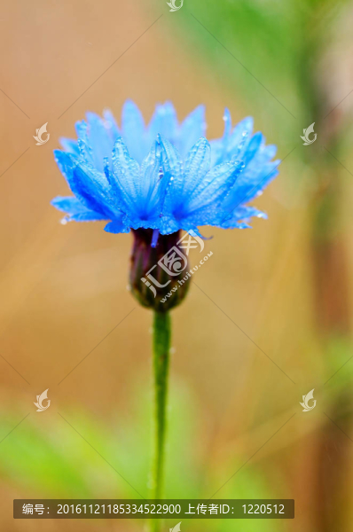 矢車(chē)菊