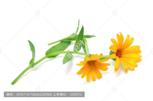 黃色的雛菊