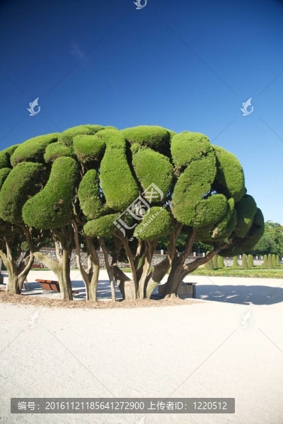 馬德里公園美麗的樹