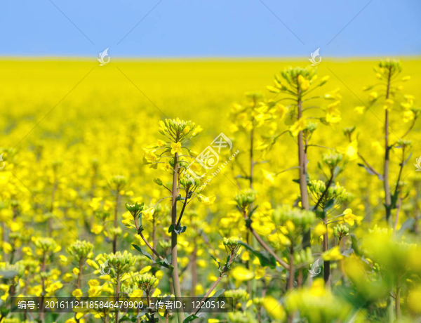 油菜花