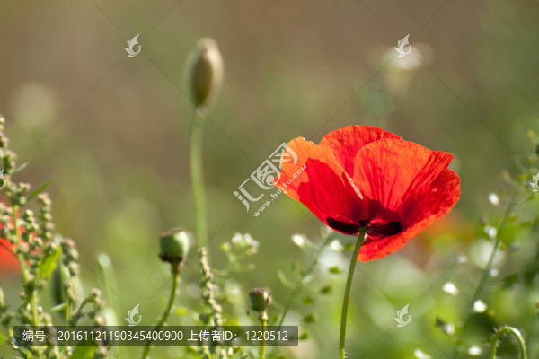 罌粟花