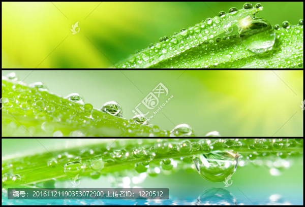 旗草露珠