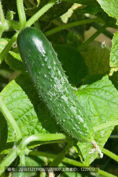 花園里成熟的黃瓜