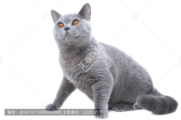工作室肖像狩獵美麗的年輕英國藍(lán)貓坐在孤立的白色背景