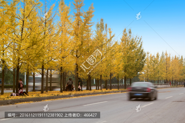 銀杏樹林,秋天