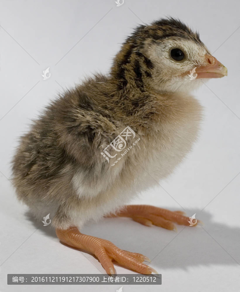奇怪的鳥