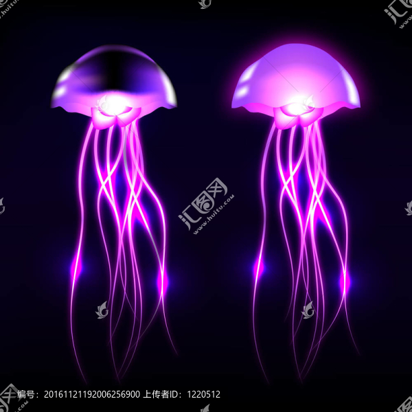 向量的水母