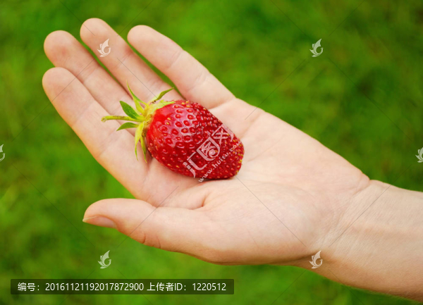 手上的大熟草莓