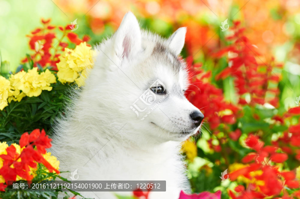 一個哈士奇小狗花