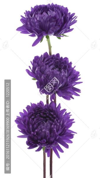 中國紫菀