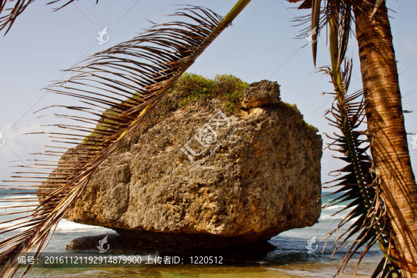 巨大的Boulder在棕櫚樹上沖浪