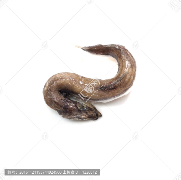 毛鱗魚孤立在白色背景