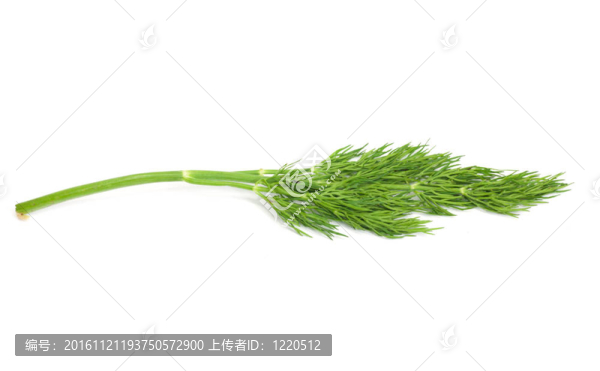 綠蘿白色隔離