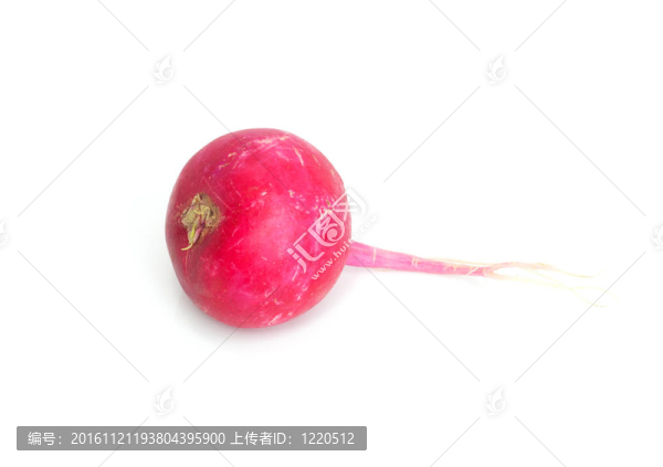 白色背景上的蘿卜