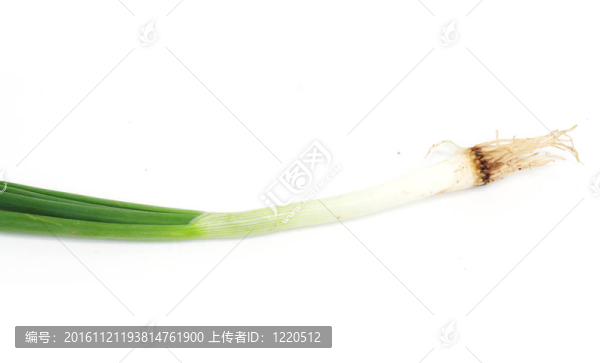 鮮蔥