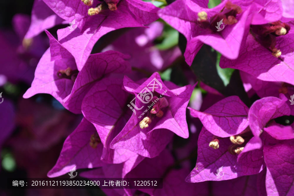 在一個意大利花園Pink,Bouganville,flowers。