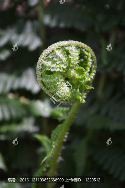 年輕的蕨類植物葉自然背景