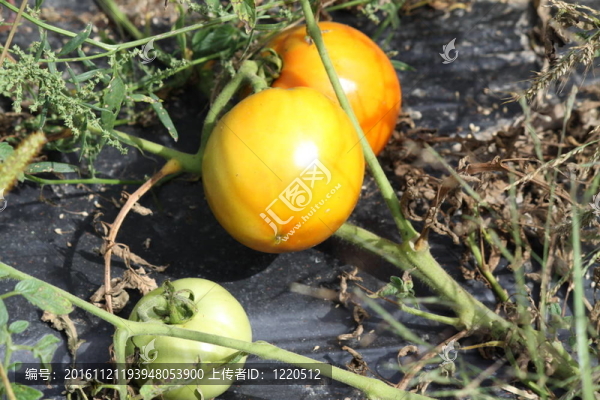 場(chǎng)西紅柿