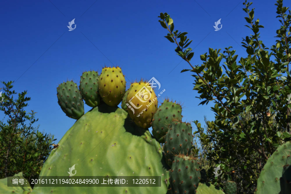 多刺的梨-食用仙人掌直接穿刺夾閉眼在地中海植被。