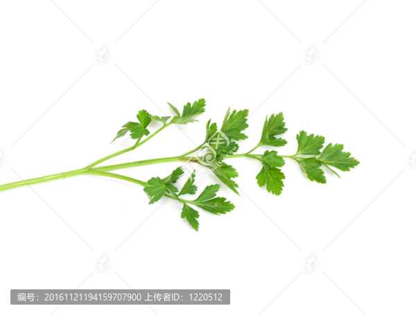 新鮮的新鮮的香菜在白色的