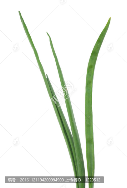 白色背景的洋蔥，蔥