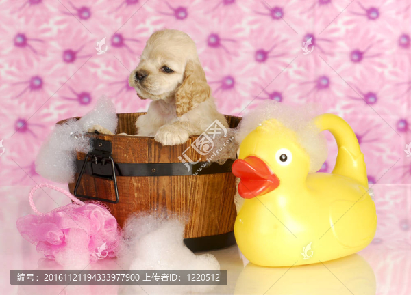 狗洗澡