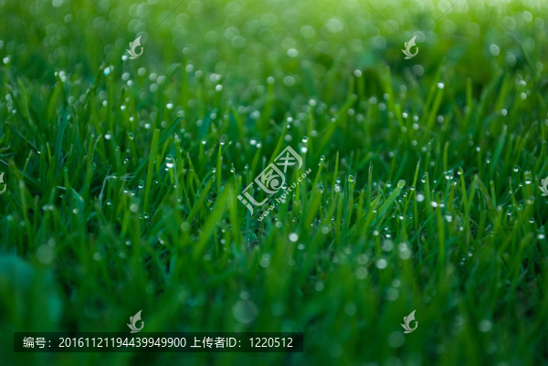 雨水滴下的草