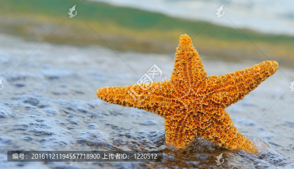 海星上岸