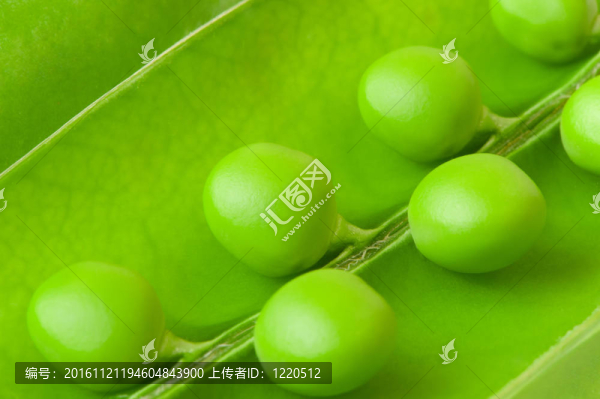 豌豆的背景