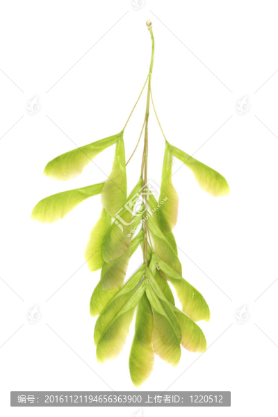 白色背景上的新鮮綠楓種子