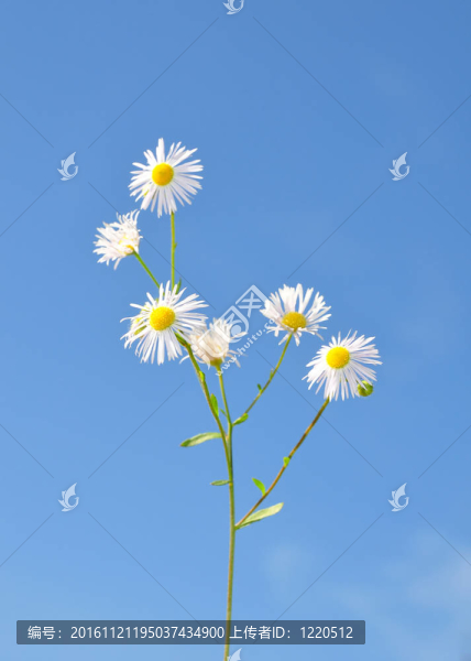 一年蓬（Erigeron,annuus）