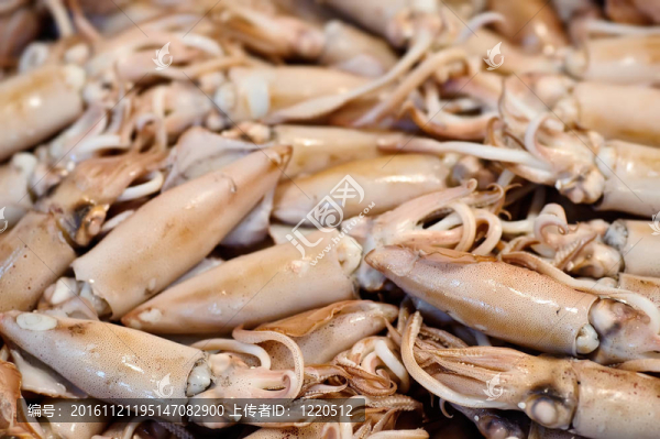 魷魚