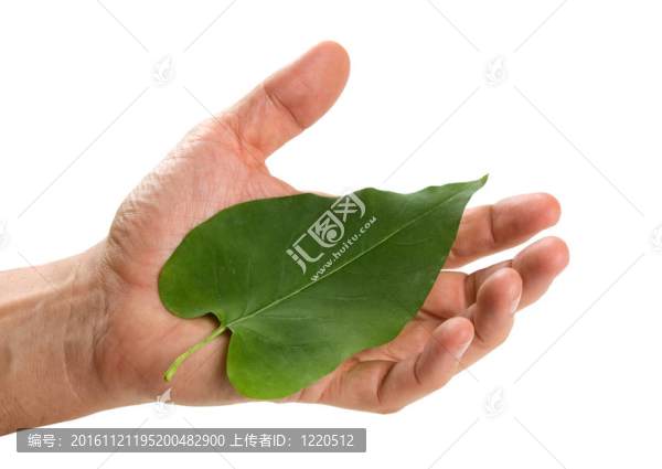 綠葉躺在棕櫚樹(shù)上