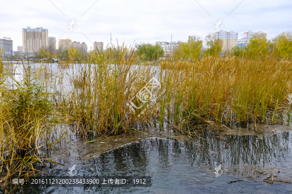 城市濕地