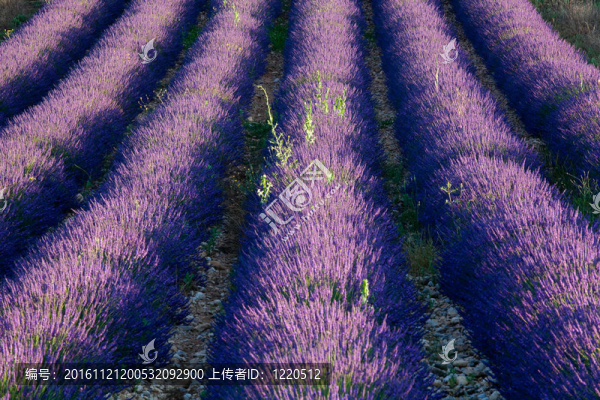 淡紫色的黎明