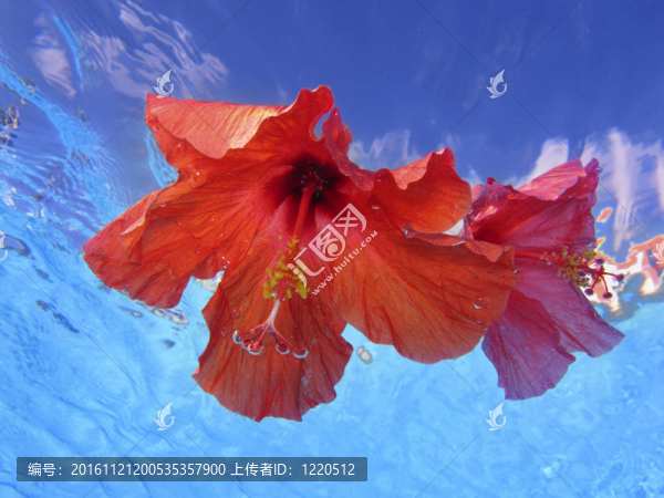 水芙蓉花