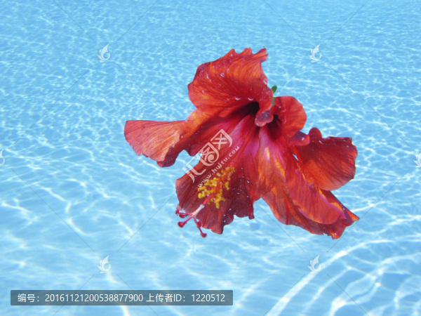 水芙蓉花
