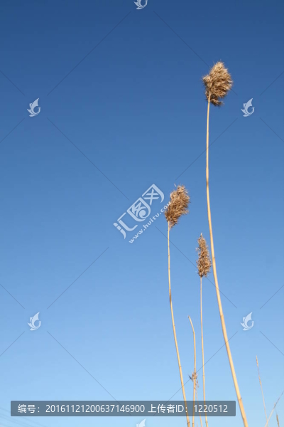 天空的植物