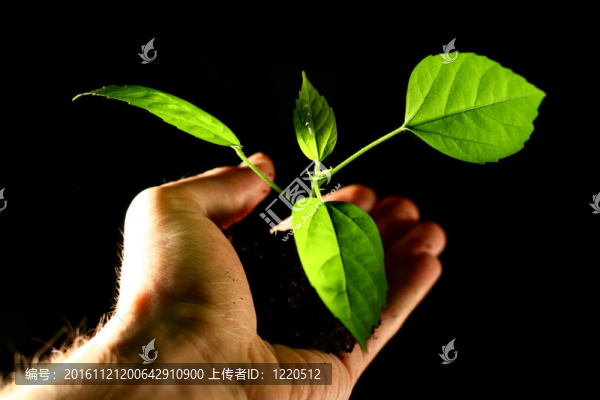 一方面植物